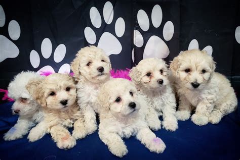 las vegas puppies for adoption